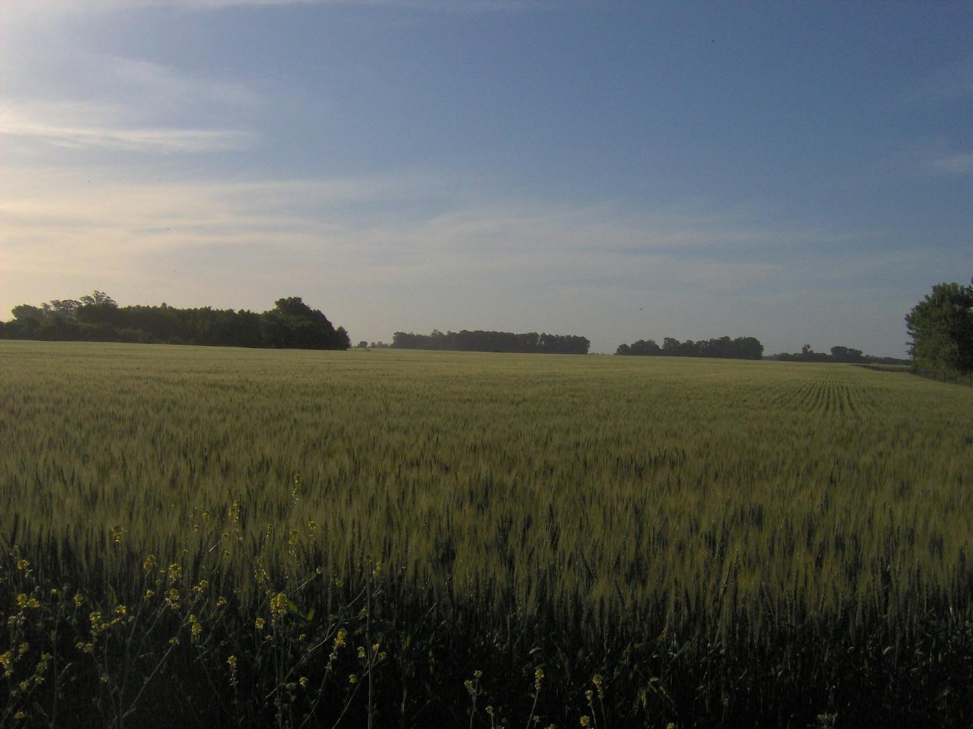 Rio de la Plata Grasslands (NT3)